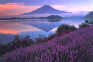 河口湖香草节