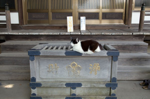 神社賽銭箱