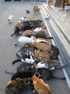 福井県のお寺――猫の天国