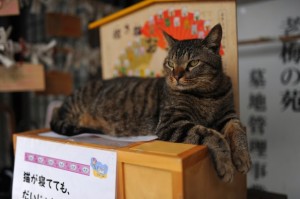 猫の天国――福井県のお寺