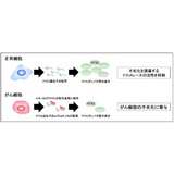 新潟大学外抑制経路の解明