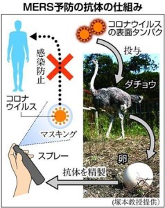 MERS抗体の仕組み