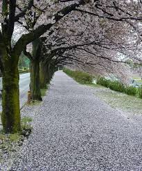 散る桜ー５