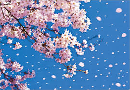 散る桜ー２