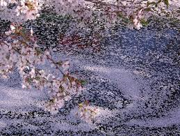 散る桜ー１