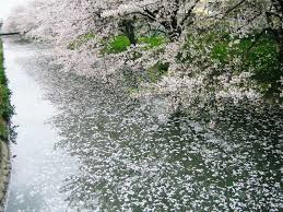散る桜