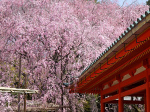 京都樱花